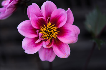 Violet
