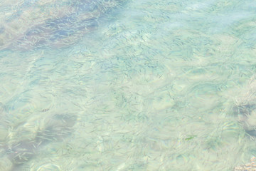 Fototapeta na wymiar small fishes in sea water in motion blurred, top view