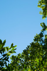 green leaves or green tree background with blue sky background