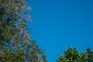 green leaves or green tree background with blue sky background