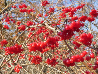 Berries hang in clusters on the branches