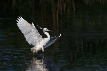 Little egret (Egretta garzetta)