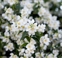 the blossoming jasmine branch