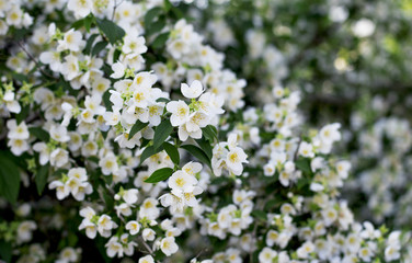 the blossoming jasmine branch close up