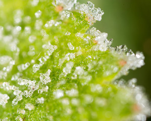 green leaf with hoarfrost. macro
