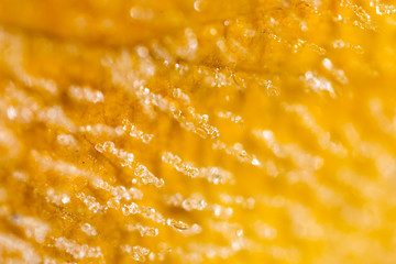 yellow leaf with hoarfrost. macro