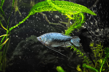Portrait blue form of fish from genus Trichogaster (Colisa) in aquarium gourami