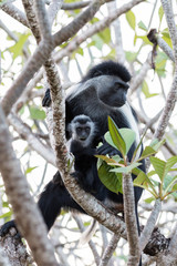 Mutter mit Kind Colobus Affen