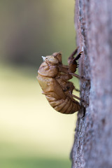 Insekt am Baum Alien
