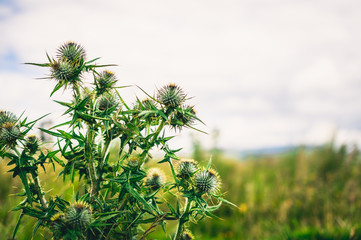 Fototapeta premium Thistle plant