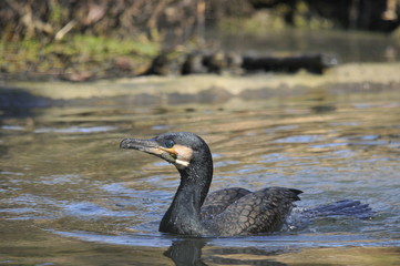 Cormorano