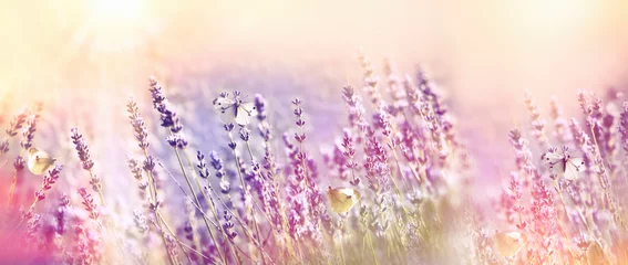 Tuinposter Mooie bloementuin - lavendeltuin en witte vlinder © PhotoIris2021