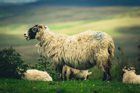 Scottish Blackface Sheep