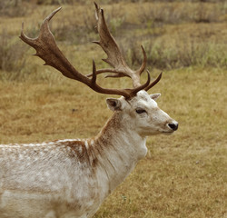 Naklejka na ściany i meble Closeup of Fallow Deer buck standing in grassland