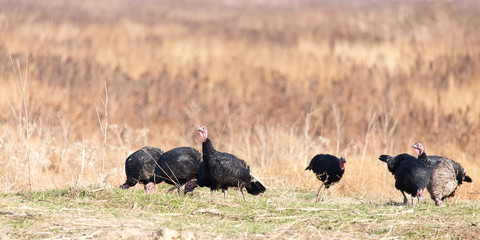 farm turkeys outdoors