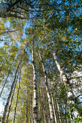 Green birch grove.