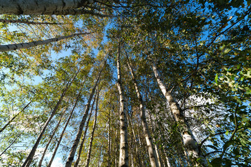 Green birch grove.