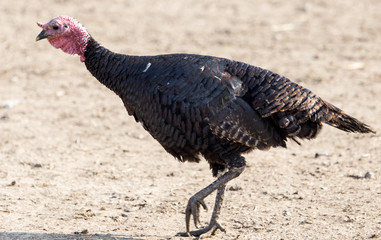 turkey on a farm