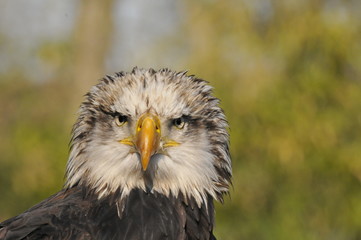 Aquila testa calva_01