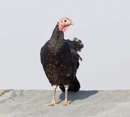 a turkey on a farm outdoors