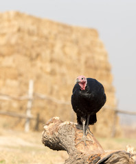 turkey on a farm