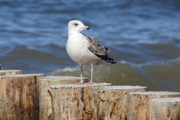 A seagull is watching