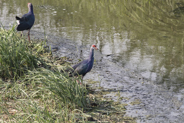 Swamphen standing in a marshland