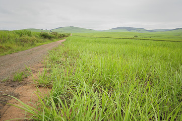 Young sugar cane plants