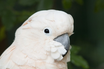 Cacatua