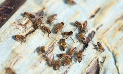 bees in the apiary