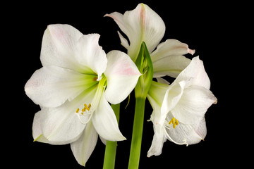 Naklejka na ściany i meble White amaryllis flowers