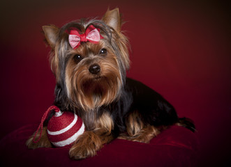 Yorkshire terrier with Christmas ornament on deep red background