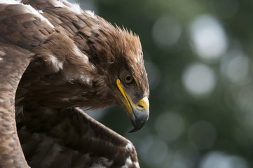 Aquila reale_02