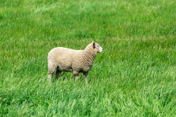 Naklejka premium Lonely Sheep with green grass in New Zealand.