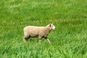 Lonely Sheep with green grass in New Zealand.