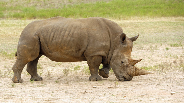 Closeup of Southern White Rhinoceros in dry grassland