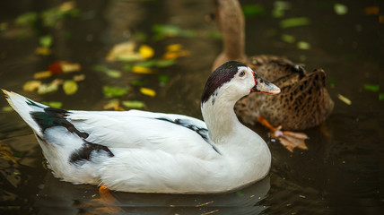 White duck on the pond