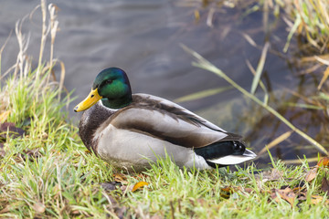 Ducks on a River