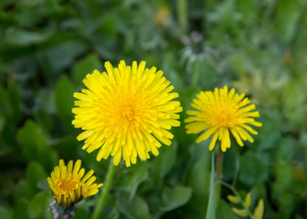 Yellow dandelions on field