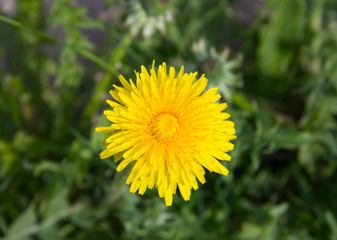 April yellow dandelion flower
