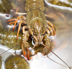 Live crayfish in the water as a background