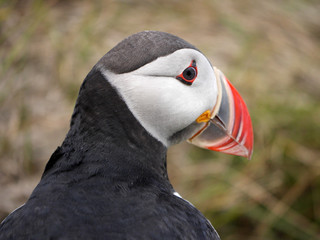Papageitaucher in Island