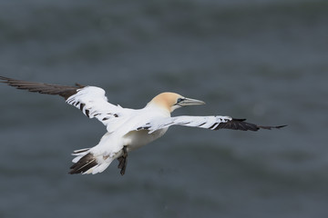 Gannet in Flight