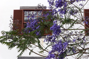 Beautiful purple Jacaranda tree in park, closeup Jacaranda mimosifolia