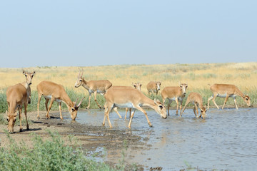 Fototapeta na wymiar Wild Saiga antelopes at the watering place in the steppe