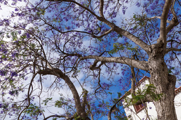 Beautiful purple Jacaranda tree in park, closeup Jacaranda mimosifolia