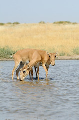 Wild Saiga antelopes at the watering place in the steppe