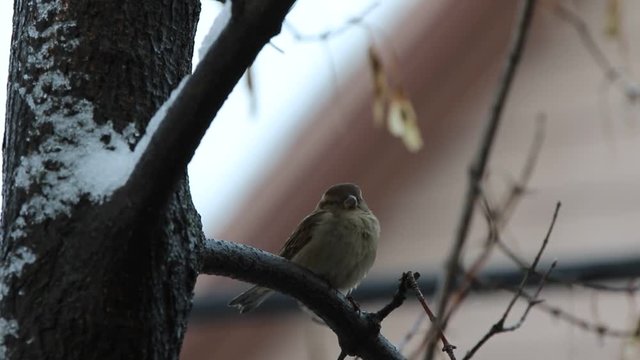 oiseau 