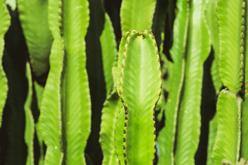 Cactus Cereus illuminato dal sole. 