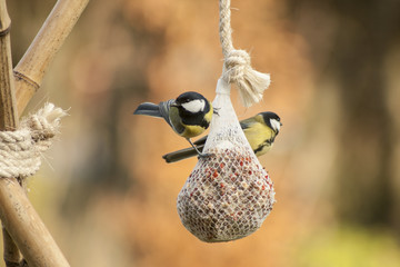 Great tits (Parus major) on bird feeder